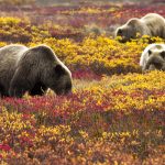 15 Best National Parks to Visit in Fall for Stunning Views