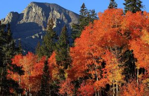 Fall in Nevada: 10 Scenic Road Trips to See Fall Foliage
